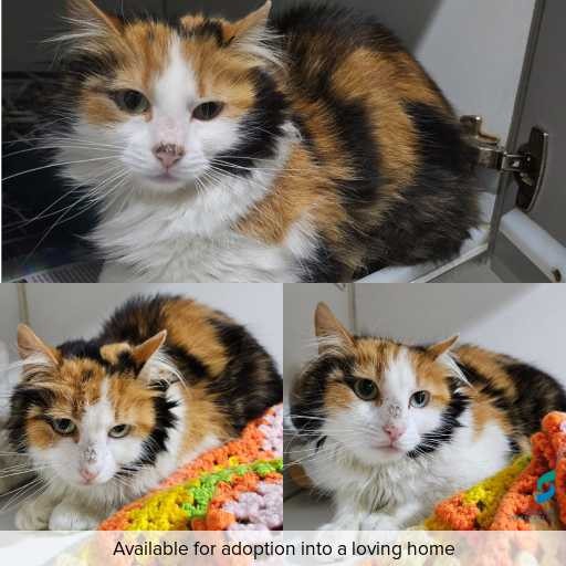 Photo of cat with ID of : C250934.