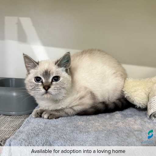Photo of this cat.
