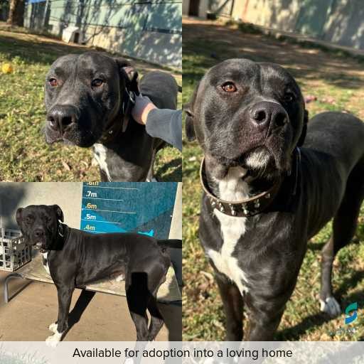 ID: D250567 Photo of dog with ID of : D250567.