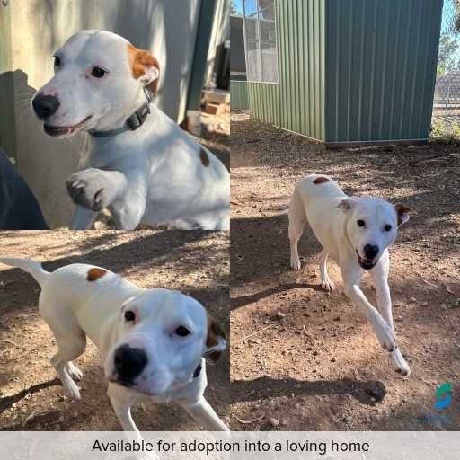 ID: D250576 Photo of dog with ID of : D250576.