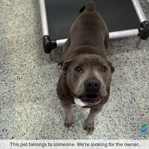 Photo of dog with ID of : D250588.