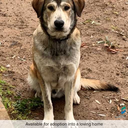 Photo of this dog.