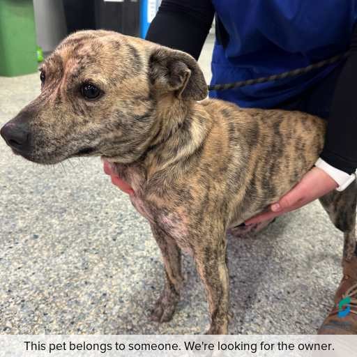Photo of this dog.