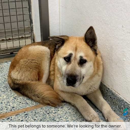 Photo of this dog.