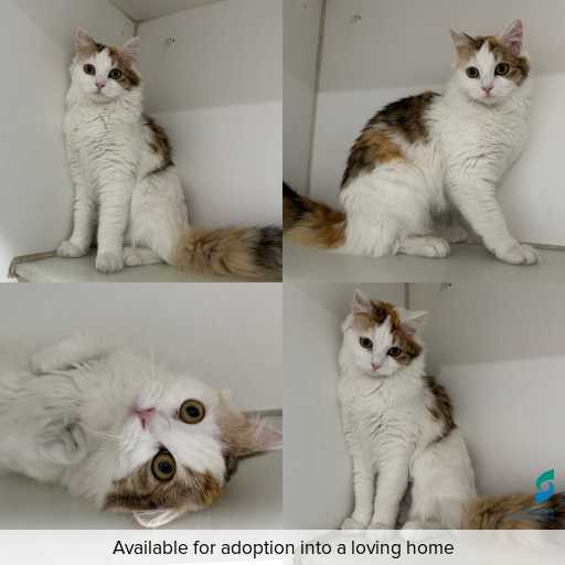 Photo of cat with ID of : C250819.