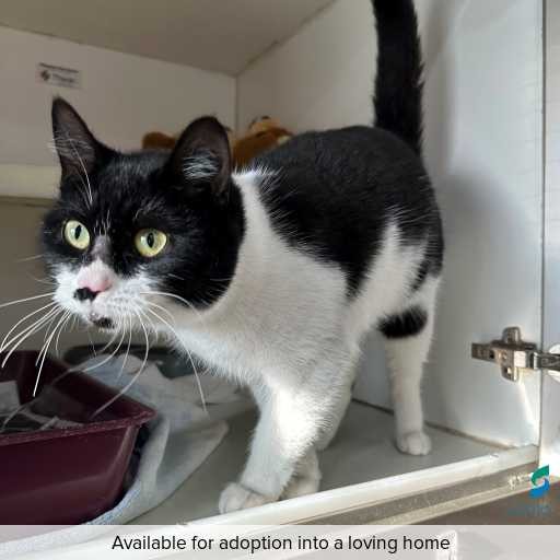 Photo of cat with ID of : C250872.