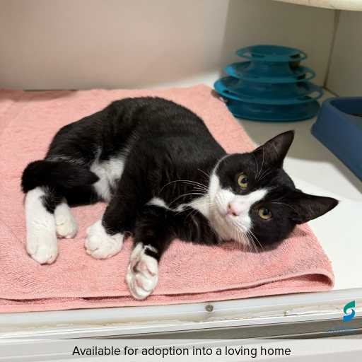 Photo of this cat.
