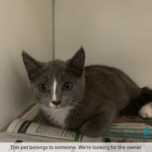 Photo of cat with ID of : C251353.