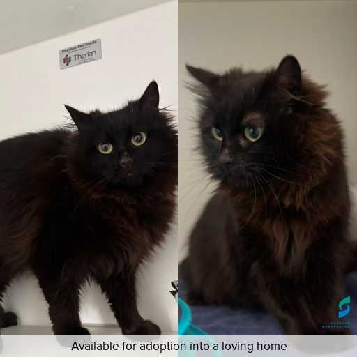 Photo of cat with ID of : C250855.