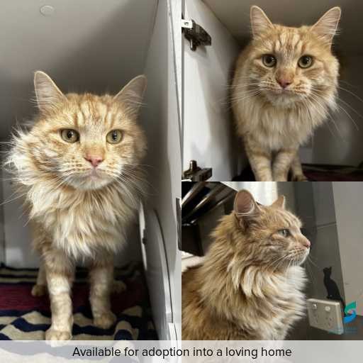 Photo of this cat.