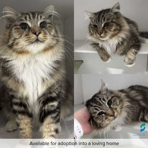 ID: C250542 Photo of this cat.