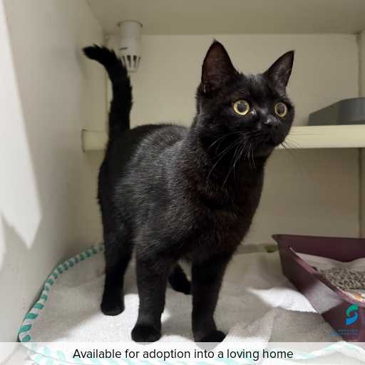 Photo of this cat.