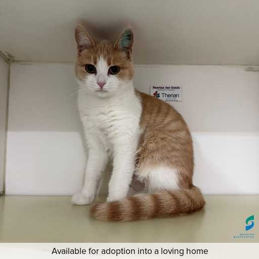 Photo of this cat.