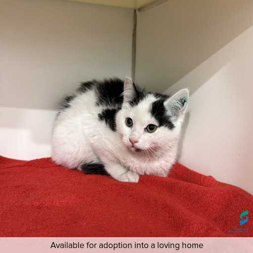 Photo of this cat.