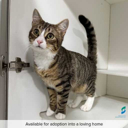 Photo of this cat.