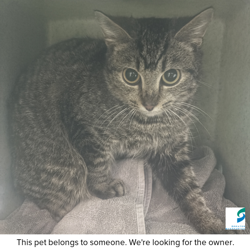 Photo of this cat.