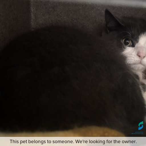 Photo of this cat.