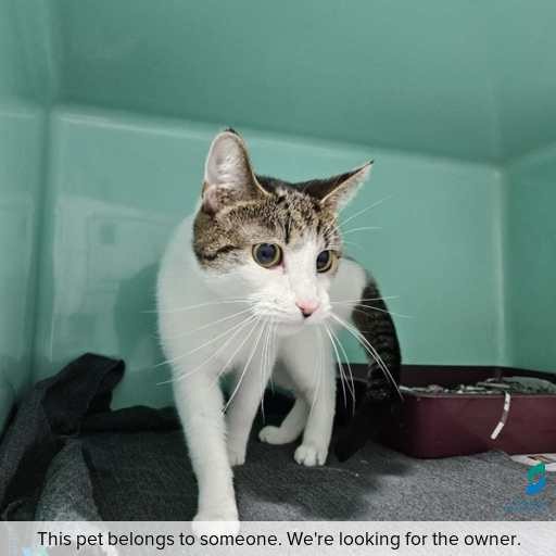 Photo of this cat.