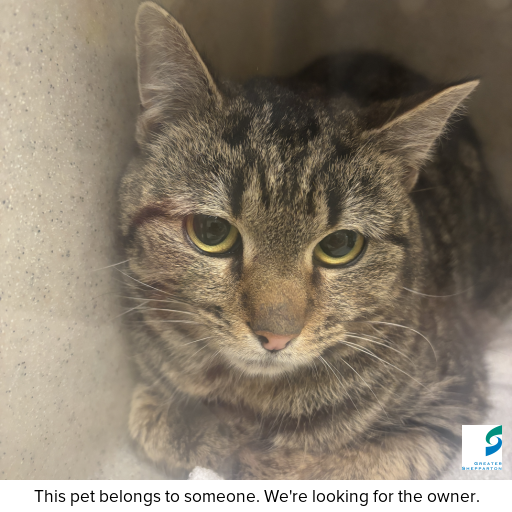 Photo of cat with ID of : C250791.