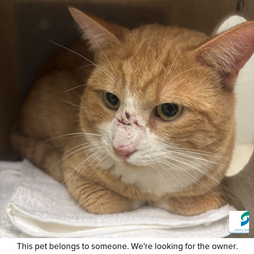 Photo of cat with ID of : C250792.