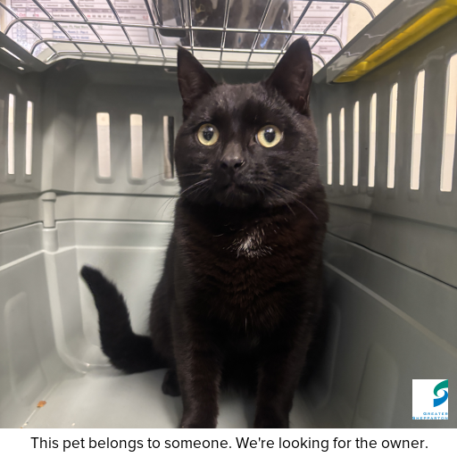 Photo of cat with ID of : C250826.