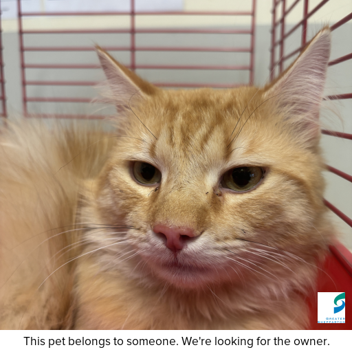 Photo of cat with ID of : C251089.