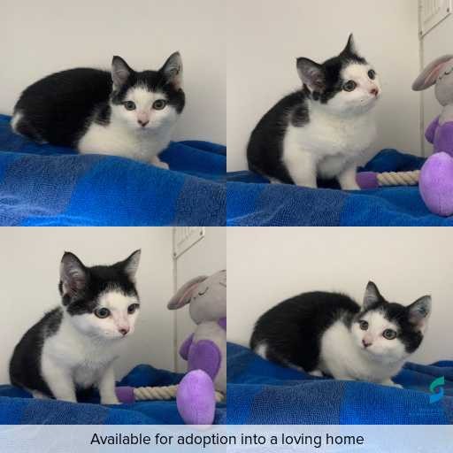 Photo of cat with ID of : C260623.