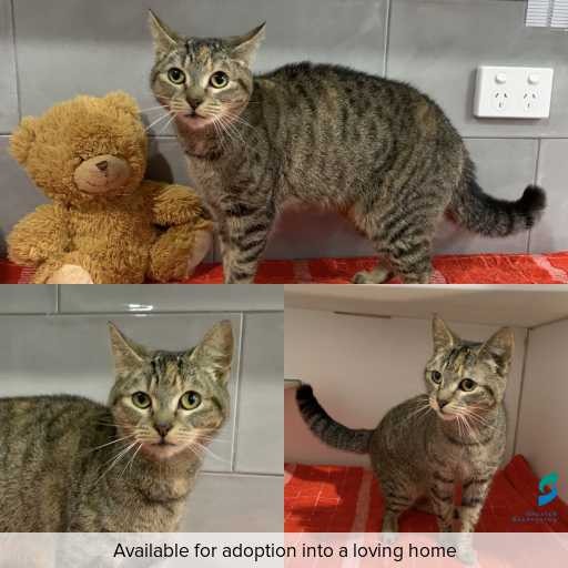 Photo of cat with ID of : C260632.