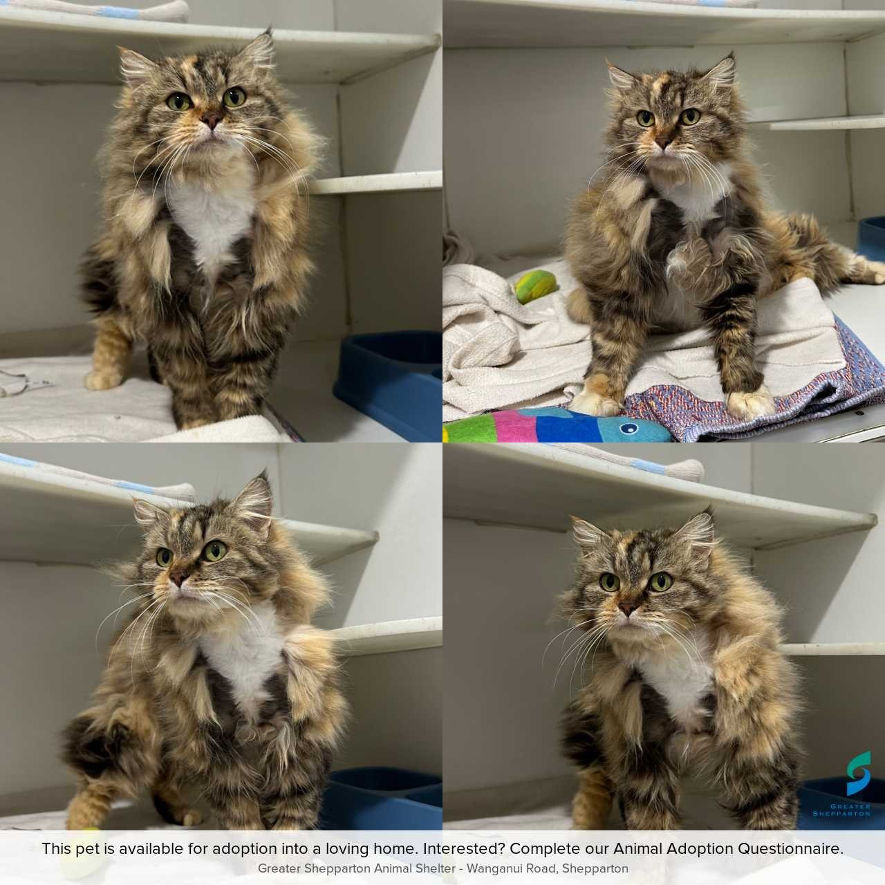 C2606478 Mattie