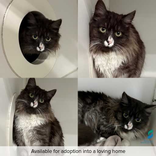 Photo of cat with ID of : C260658.