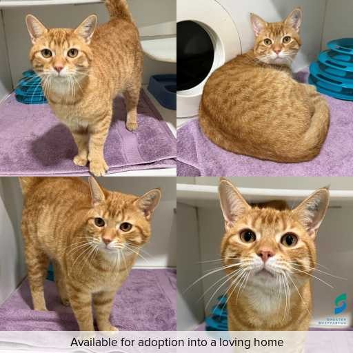Photo of cat with ID of : C260665.
