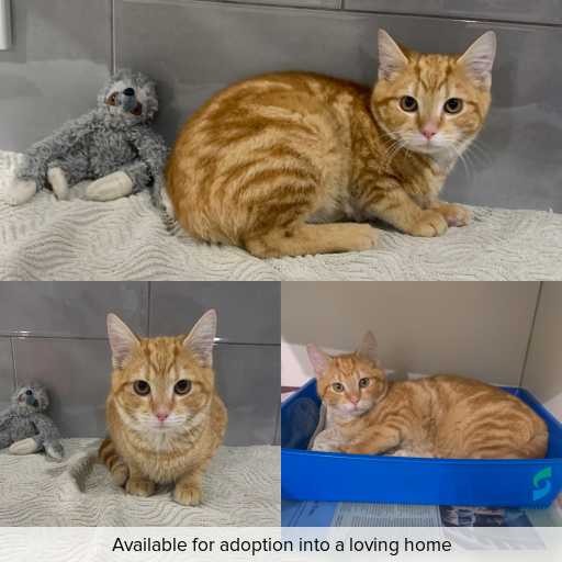 Photo of cat with ID of : C260674.