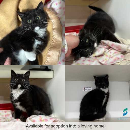 Photo of cat with ID of : C260679.