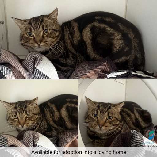 Photo of cat with ID of : C260704.