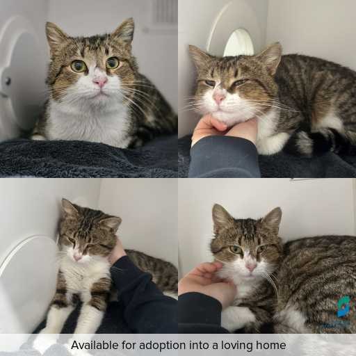 Photo of cat with ID of : C260705.