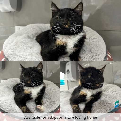 Photo of cat with ID of : C260707.
