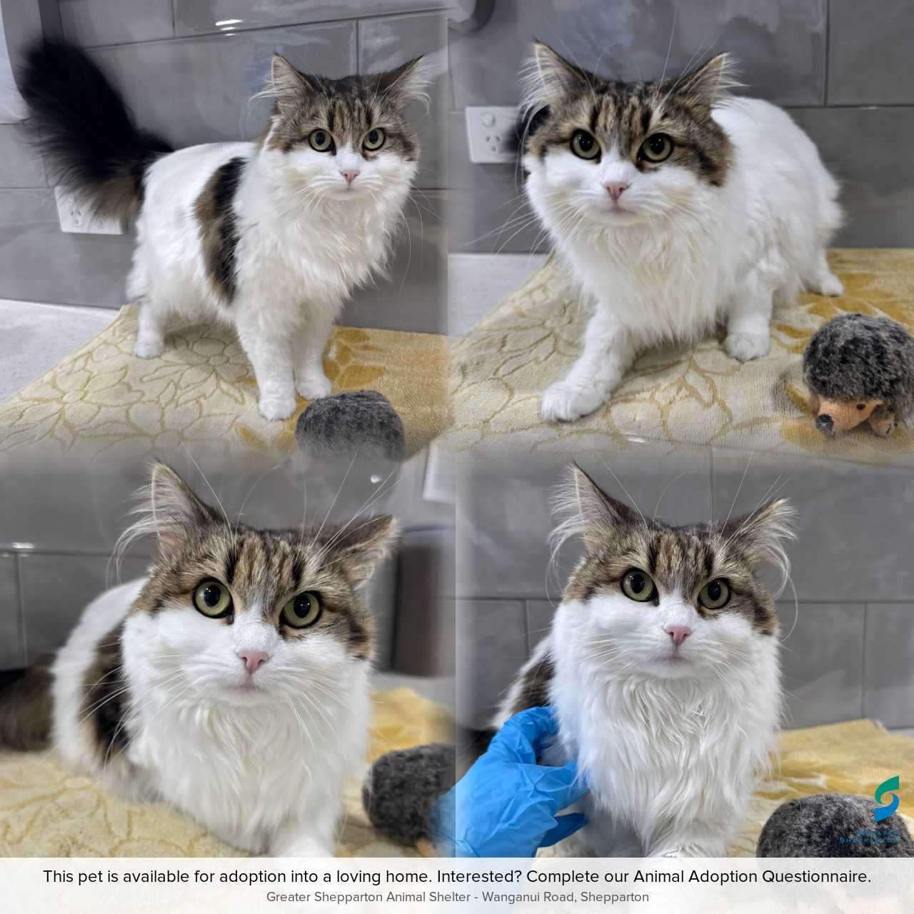 C260714 Evie