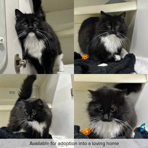 Photo of cat with ID of : C260716.