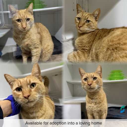 Photo of cat with ID of : C260736.