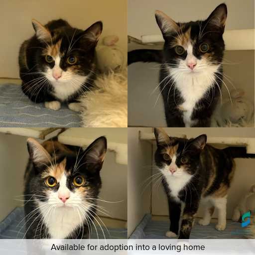 Photo of cat with ID of : C260752.