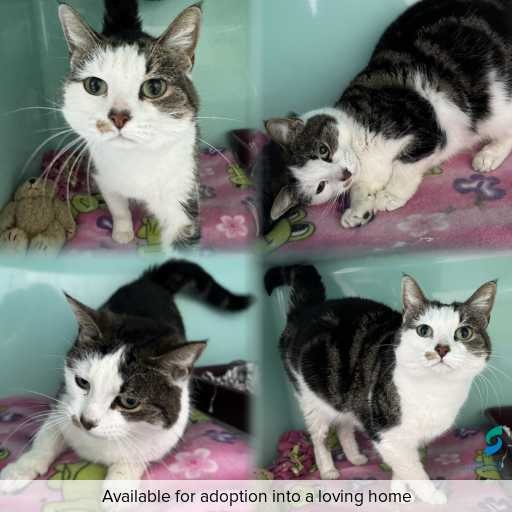 Photo of cat with ID of : C260757.