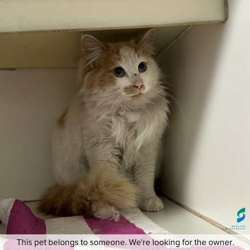 Photo of cat with ID of : C260760.