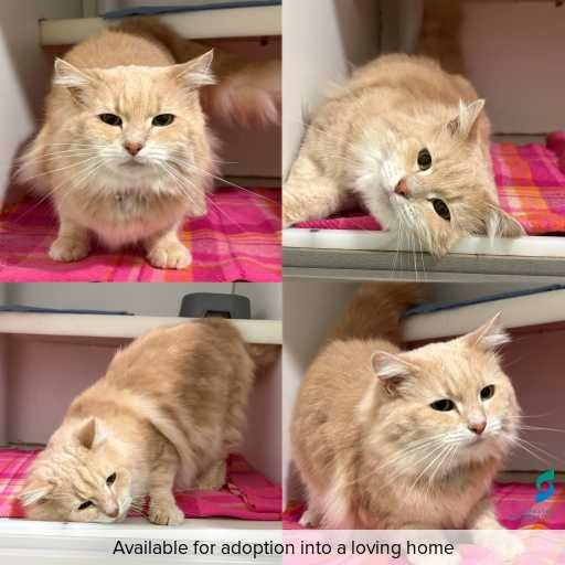 Photo of cat with ID of : C260769.