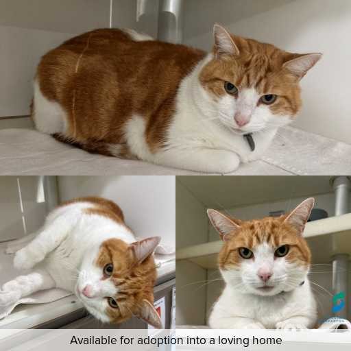 Photo of cat with ID of : C260770.