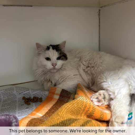 Photo of cat with ID of : C260771.