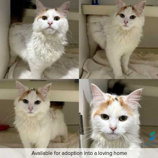 Photo of cat with ID of : C260772.