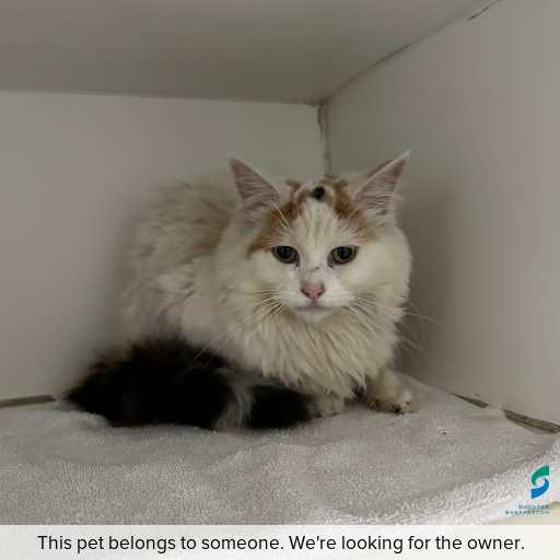 Photo of cat with ID of : C260772.