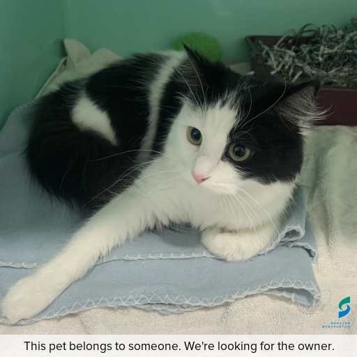 Photo of cat with ID of : C260774.