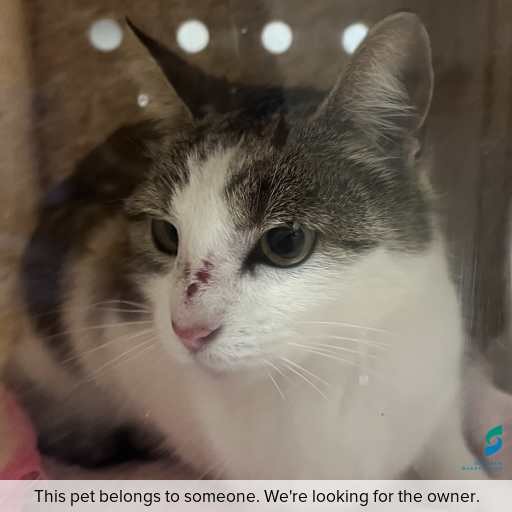 Photo of cat with ID of : C260779.