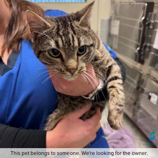 Photo of cat with ID of : C260783.